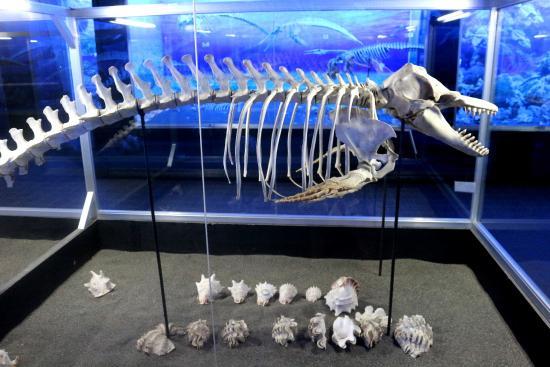 D' Bone Collector Museum